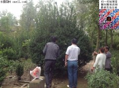 沭陽3米大葉黃楊球價(jià)格1200元裝車