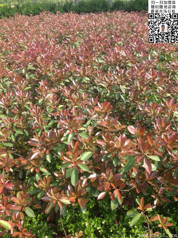 紅葉石楠--長(zhǎng)景園林 紅葉石楠--長(zhǎng)景園林