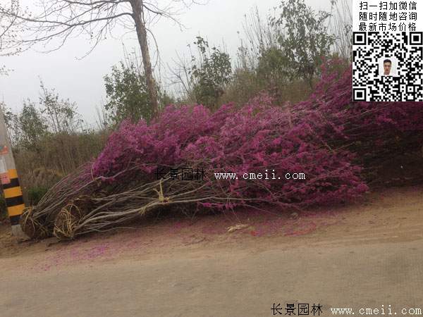 紫荊樹 紫荊樹