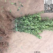 哪里有大葉黃楊綠籬苗 價(jià)格是多少？