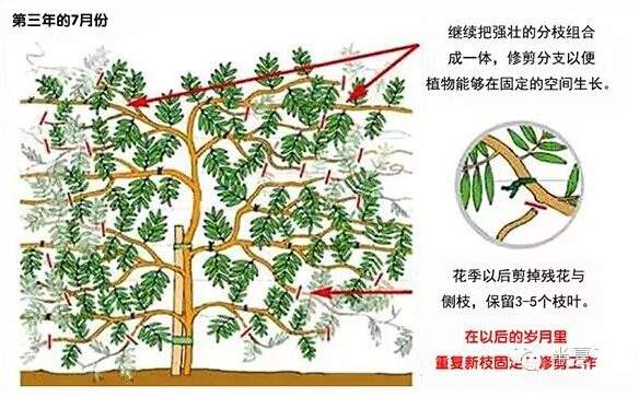 如何修剪紫藤讓其長(zhǎng)成自己想要的造型