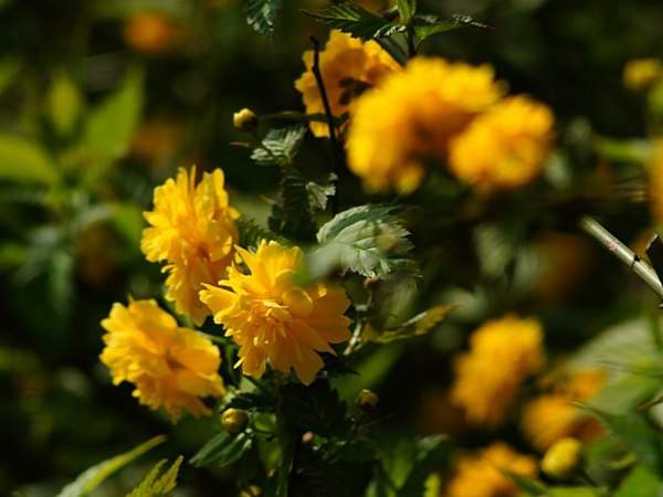 棣棠花的花語是什么？