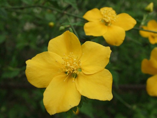 棣棠花的花語是什么？