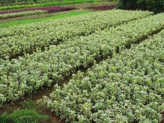 金邊黃楊小苗的價(jià)格是多少？