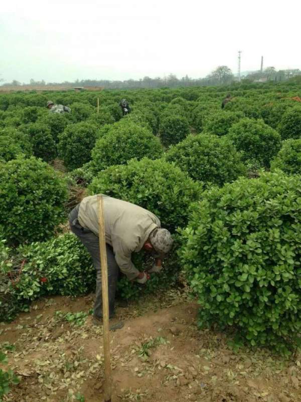 大葉黃楊移栽 大葉黃楊移栽