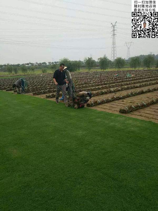 天堂草草坪基地圖片 天堂草草坪基地圖片