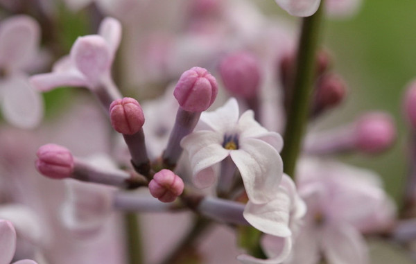 丁香花