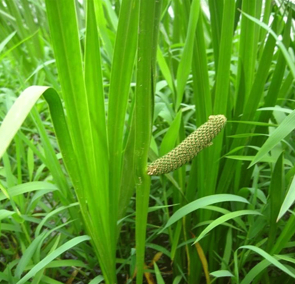 水菖蒲--長(zhǎng)景園林