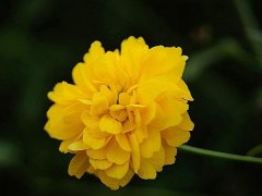 重瓣棣棠價(jià)格哪里便宜？產(chǎn)地在哪里？