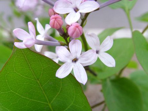 五瓣丁香花 五瓣丁香花