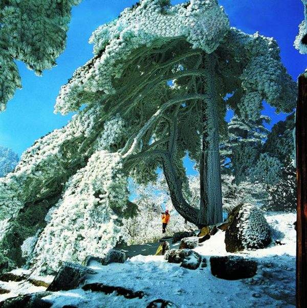 見過這樣的雪松造型樹嗎?美到你想不到