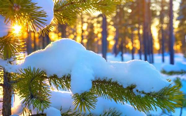 見過這樣的雪松造型樹嗎?美到你想不到