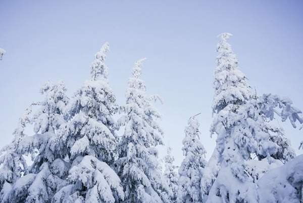 見過這樣的雪松造型樹嗎?美到你想不到