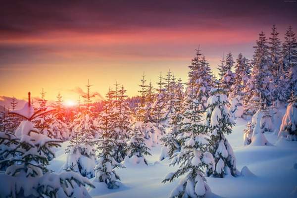 見過這樣的雪松造型樹嗎?美到你想不到