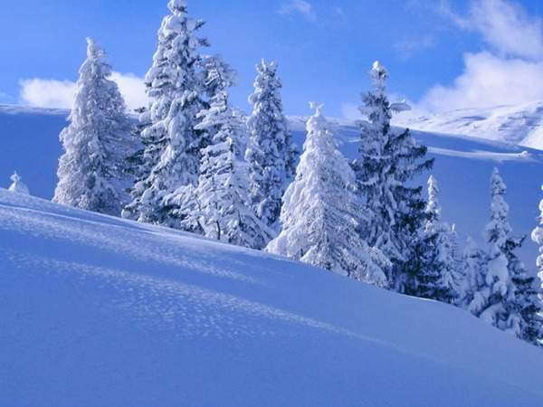 見過這樣的雪松造型樹嗎?美到你想不到