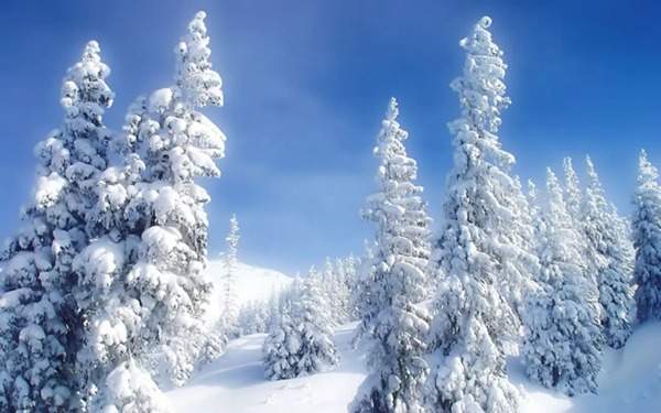 見過這樣的雪松造型樹嗎?美到你想不到