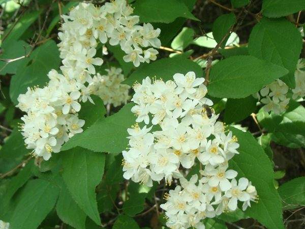繡線(xiàn)菊 繡線(xiàn)菊