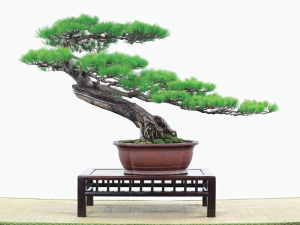 有著百變?cè)煨椭醯奈遽標(biāo)墒窃鯓訜挸傻?/><br/></div><p><strong>(1）取、審材</strong><br/>我國(guó)引種栽培五針?biāo)?，由于結(jié)實(shí)少，且多發(fā)育不良，種粒<a href='http://hehuis.com/huahaijianshe/138890.html' target='_blank'>發(fā)芽率</a>低，故多采用嫁接法繁殖。<br/>盆栽五針?biāo)?，是制作五針?biāo)膳杈暗闹饕牧?。它的根爪，可否顯露，樁干有無(wú)彎度，哪些地方突出好看，都要仔細(xì)審視一番。通過(guò)審材，找出好觀賞面。五針?biāo)捎^賞價(jià)值高低，在于姿色的奇妙與否。通過(guò)審材，進(jìn)行藝術(shù)取舍，決定部分根、枝、干、針葉的去留。<br/><strong>(2）上盆</strong><br/>①選盆：五針?biāo)勺藨B(tài)清秀古雅、翠葉蔥籠，宜用外型古雅，色澤深沉的紫砂陶盆。懸崖式用中深圓形盆或正方盆；斜干式、直干式則用長(zhǎng)方形盆或橢圓盆；曲干式用稍深的馬槽盆；合栽式用較淺長(zhǎng)方形盆，其大小可視樹(shù)形而選定。<br/>②用土：栽植五針?biāo)傻呐柰烈擞觅|(zhì)地疏松、肥沃的微酸性土，按輕壤60%，砂土3o%a與腐殖土to％的比例以及腐熟餅肥1份混合使用，PH值5-6最宜。<br/>③栽植：五針?biāo)缮吓柙灾惨源杭拘氯~吐芽前3月左右最好，也可在秋季新枝成長(zhǎng)后8月中旬至9月進(jìn)行。上盆前修剪傷根、爛根，剪短粗根，在剪口上涂蠟，以防松脂外流。栽時(shí)盆土要稍干，盆底墊一層碎瓦片及粗砂之類，以利排水透氣。<br/>④造型與布局：五針?biāo)芍l自然形成層片，層次分明，線條清晰；生長(zhǎng)緩慢，枝干上無(wú)不定芽萌發(fā)，因此不耐修剪。粗枝不易屈曲，蟠扎造型必須從幼齡樹(shù)開(kāi)始，五針?biāo)稍煨蛻?yīng)以吊扎為主，結(jié)合修剪，作為基本方法。<br/>制作五針?biāo)膳杈埃推渌?盆栽五針?biāo)?，是制作五針?biāo)膳杈暗闹饕牧?。它的根爪，可否顯露，樁干有無(wú)彎度，哪些地方突出好看，都要仔細(xì)審視一番。通過(guò)審材，找出好觀賞面。五針?biāo)捎^賞價(jià)值高低，在于姿色的奇妙與否。通過(guò)審材，進(jìn)行藝術(shù)取舍，決定部分根、枝、干、針葉的去留。<br/><br/><strong>制作五針?biāo)膳杈埃推渌杈耙粯?，要注重盆面的布局，要講究自然，給人以舒適的美感。</strong><br/>盆面布局，應(yīng)有疏有密，或“疏能走馬”，或“密不通風(fēng)”。要突出主體，在一盆中，合栽幾株五針?biāo)?，要突出主體，其余則為烘托與陪襯。<br/>盆面布局，要講究層次，這在盆中表現(xiàn)為粗細(xì)、大小的對(duì)比。細(xì)到一枝一根上下功夫，使之形象生動(dòng)，景中有景。樹(shù)樁的枝干、針片，各占盆面多少位置，樹(shù)、石、亭、橋、屋宇、人物小品等配件的大小，要精心安排，恰到好處，突出盆景主題?？傊浞诌\(yùn)用藝術(shù)造型和造景手法以提高盆景的整體藝術(shù)美。<br/><br/></p><div align=