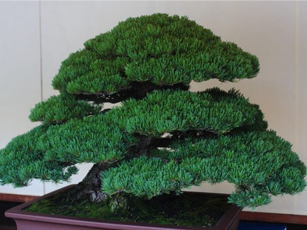 有著百變?cè)煨椭醯奈遽標(biāo)墒窃鯓訜挸傻?/><br/></div><p><strong>盆景的養(yǎng)護(hù)</strong><br/>(1）澆水<br/>盆土表面見(jiàn)干即澆透水。五針?biāo)上财赏粒膳柰灵L(zhǎng)濕不干。喜葉水，可常噴葉水。五針?biāo)上矟駶?rùn)空氣，夏、秋天氣干燥時(shí)，要進(jìn)行地面噴水，以增加小環(huán)境的空氣濕度。<br/>(z）施肥<br/>五針?biāo)刹幌泊蠓?、濃肥，施肥過(guò)多易傷根。在缺肥控水的情況下，可促其長(zhǎng)成蒼老的姿態(tài)。可在3-5月和9-11月，每月施淡肥水一次，6-8月不宜施肥。對(duì)幼樹(shù)可多施春肥，以加快生長(zhǎng)，對(duì)成樹(shù)可在秋季多施一些肥，以利保型和越冬需要。<br/>(3）修剪<br/>五針?biāo)尚藜糁饕钦?，控制生長(zhǎng)，保持樹(shù)形美觀。一般在每年3-4月間，新芽伸長(zhǎng)而未成針前，可視情況摘掉部分芽。如頂芽過(guò)密，長(zhǎng)勢(shì)旺盛可以多摘，反之少摘，摘芽宜在晴天進(jìn)行，傷口易愈合。此外還要根據(jù)樹(shù)形美的需要來(lái)考慮適度修剪，剪去過(guò)密枝、弱枝、枯枝以及多余枝條。枝條剪除宜在秋后進(jìn)行，為防止傷口流脂，應(yīng)及時(shí)用蠟封口為好。<br/>(4)病蟲(chóng)害防治<br/>五針?biāo)沙Ｒ?jiàn)葉銹病、根腐病、煤污病，介殼蟲(chóng)、蚜蟲(chóng)、紅蜘蛛等為害，可于冬季噴灑30倍石硫合劑或用農(nóng)藥予以防治。同時(shí)要注意通氣透光，盆土不宜過(guò)濕，以利于防治病蟲(chóng)害。<br/></p>
      </div>



      
    </article>
  </main>

</div>
<footer id=
