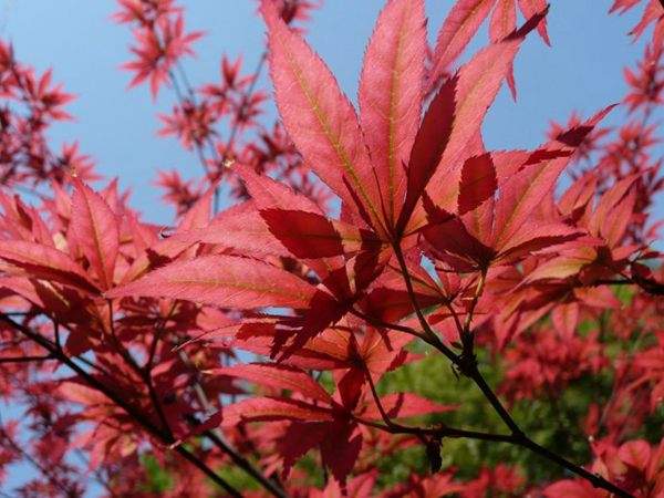 紅楓作衫，白楊為裙，美的傾國傾城！