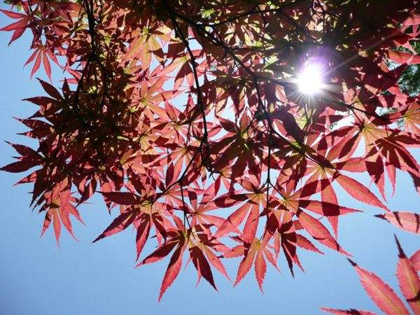 紅楓作衫，白楊為裙，美的傾國傾城！