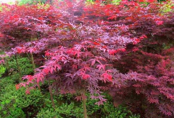 紅楓作衫，白楊為裙，美的傾國傾城！