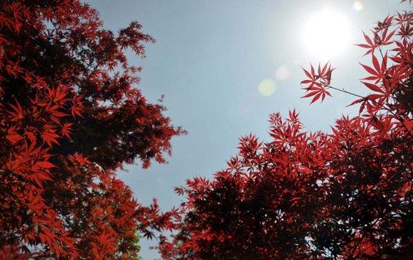紅楓作衫，白楊為裙，美的傾國傾城！
