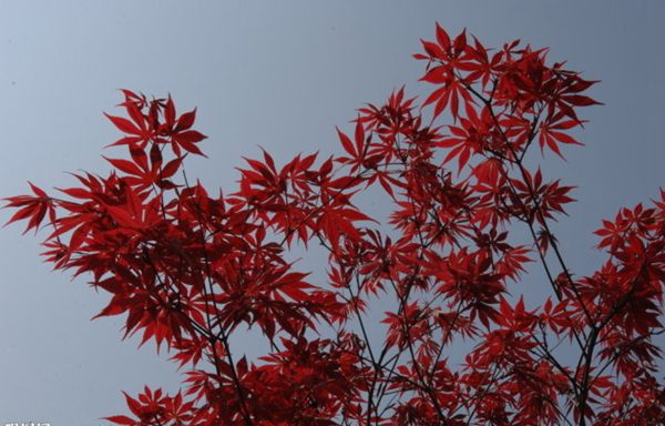 紅楓作衫，白楊為裙，美的傾國傾城！