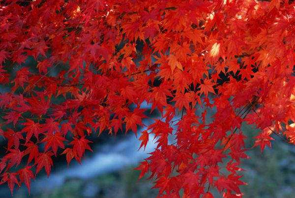 紅楓作衫，白楊為裙，美的傾國傾城！