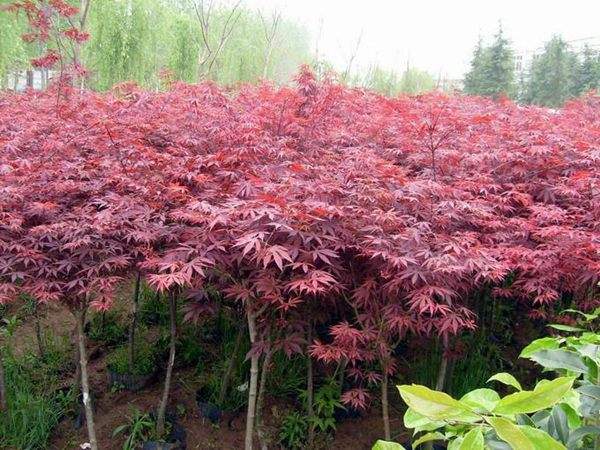 大型紅楓基地實(shí)拍圖曝光！
