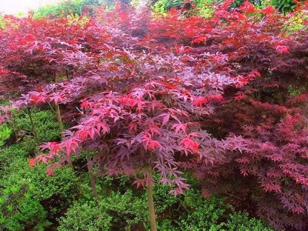 大型紅楓基地實(shí)拍圖曝光！