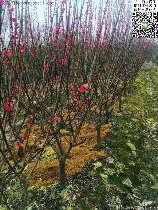 國內(nèi)數(shù)一數(shù)二紅梅花產(chǎn)地,你知道幾個(gè)