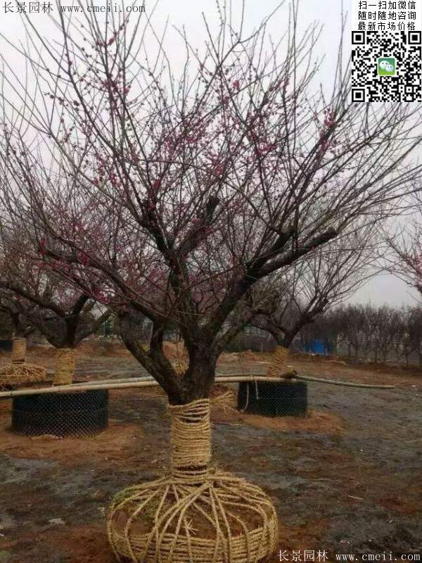 國內(nèi)數(shù)一數(shù)二紅梅花產(chǎn)地,你知道幾個(gè)