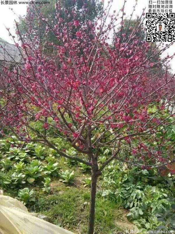 國內(nèi)數(shù)一數(shù)二紅梅花產(chǎn)地,你知道幾個(gè)