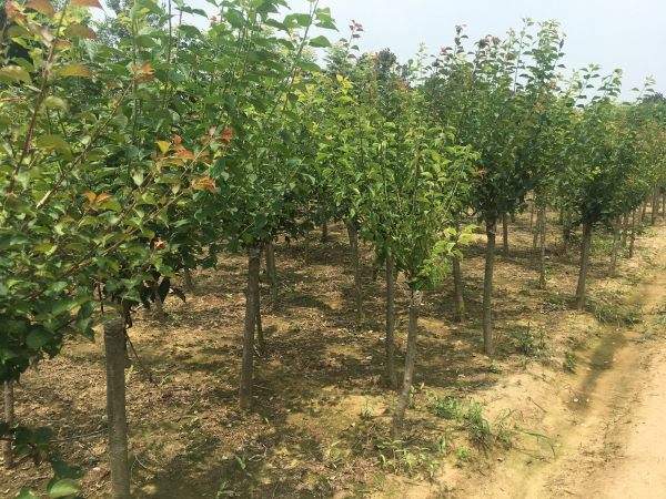 高端、大氣、上檔次的紅梅