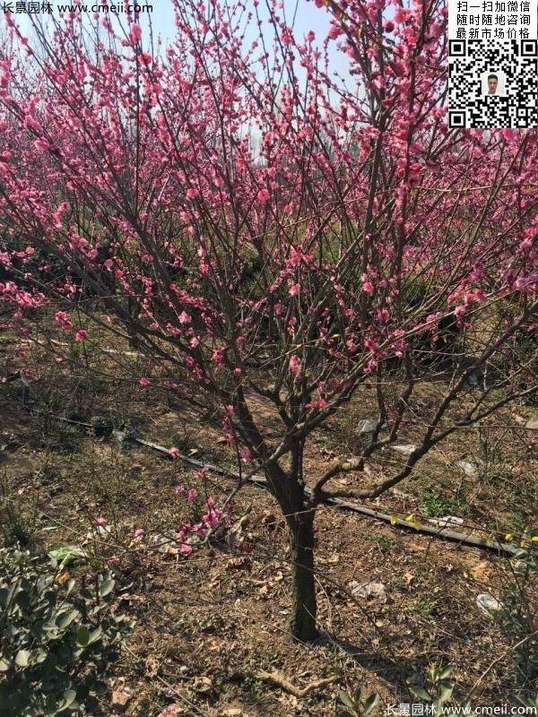 高端、大氣、上檔次的紅梅