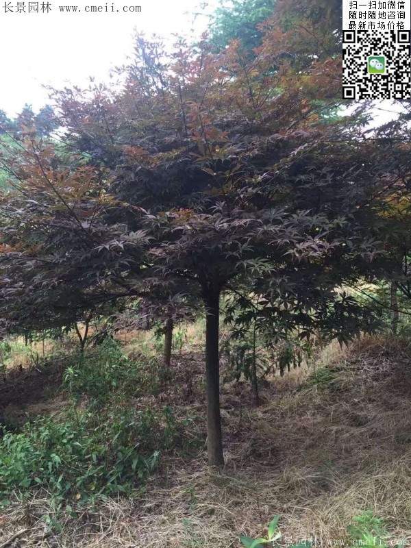 紅楓樹(shù)