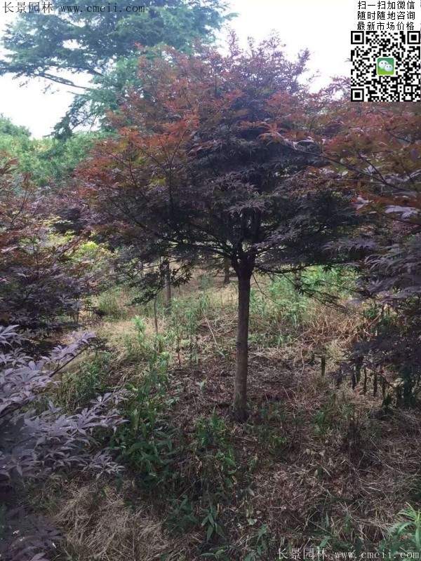 紅楓樹(shù)