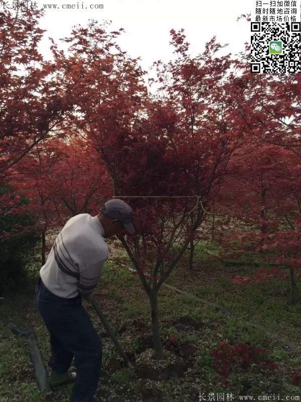 紅楓樹(shù)