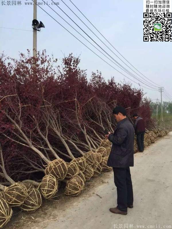 紅楓樹(shù)