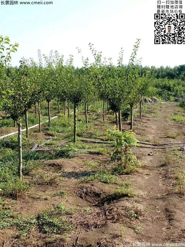 紅梅樹(shù) 紅梅樹(shù)