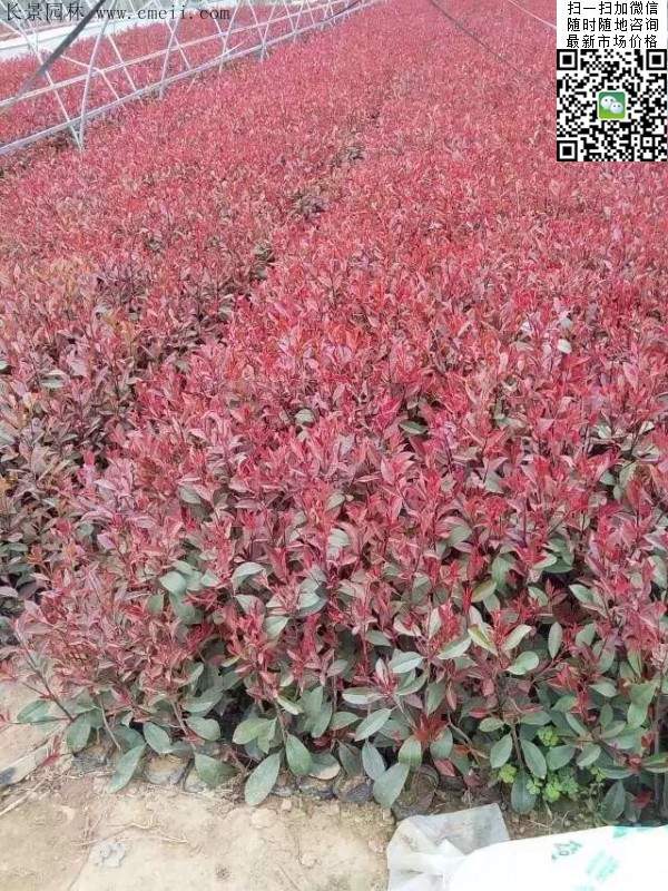 紅葉石楠 紅葉石楠