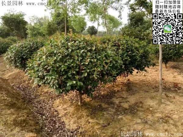 紅葉石楠--長(zhǎng)景園林 紅葉石楠--長(zhǎng)景園林
