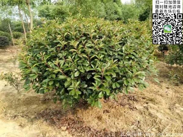 紅葉石楠--長(zhǎng)景園林 紅葉石楠--長(zhǎng)景園林