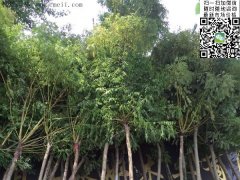 求購(gòu)5、6、7、8公分的精品黃金槐，還是到沭陽(yáng)，