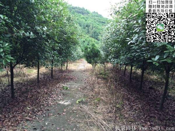 紅葉石楠樹(shù)--長(zhǎng)景園林 紅葉石楠樹(shù)--長(zhǎng)景園林