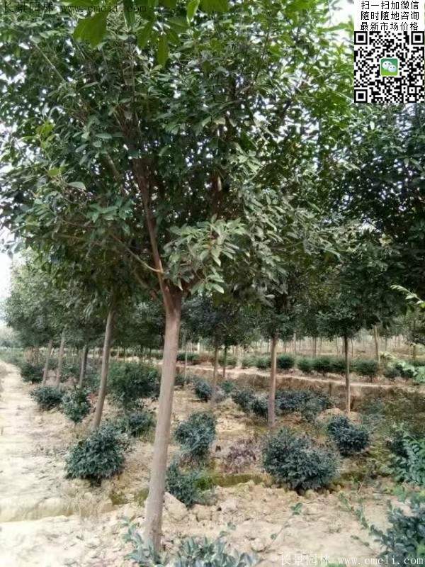 紅葉石楠樹(shù)--長(zhǎng)景園林 紅葉石楠樹(shù)--長(zhǎng)景園林