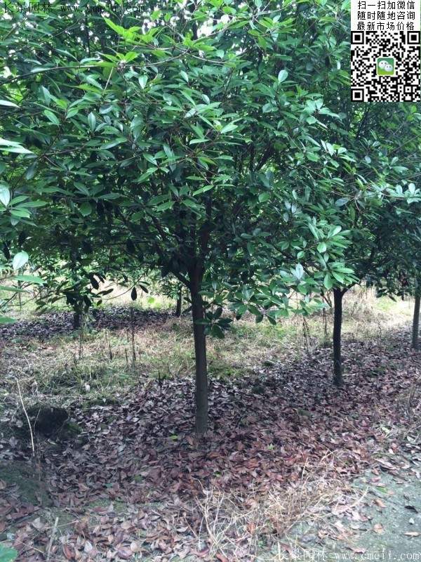 紅葉石楠樹(shù)--長(zhǎng)景園林 紅葉石楠樹(shù)--長(zhǎng)景園林