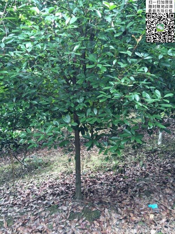 紅葉石楠樹(shù)--長(zhǎng)景園林 紅葉石楠樹(shù)--長(zhǎng)景園林