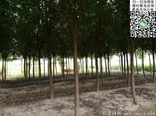 紅葉石楠樹(shù)--長(zhǎng)景園林 紅葉石楠樹(shù)--長(zhǎng)景園林